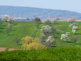 Blühende Bäume, Birnenblüten, Apfelblüten, Kirschblüten, bei Wolschwiller, Elsass, Frankreich
