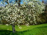 Birnenblüten, bei Wolschwiller, Elsass, Frankreich