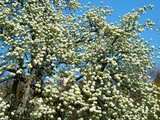 Birnenblüten, bei Wolschwiller, Elsass, Frankreich