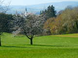 Apfelblüten, Wolschwiller Kirchturm im Hintergrund, Elsass, Frankreich