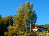 Herbstlandschaft in Les Espersiers, in den Schweizer Alpen, vergilbte Bäume.