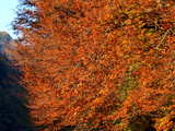 Paysage d'automne dans les gorges de la Singine, Suisse, un arbre couleur rouille.