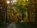 Autumnal forest in Alsace, footpath in the woods of Linsdorf, contre-jour, Autumn 2009