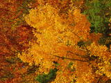 Gold and bronze foliage, with a little evergreen, at the edge of the forest of Linsdorf, Autumn 2009