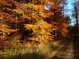 Herbstwald in Frankreich, Waldpfad, Bäume in Rost und Feuer Tracht.