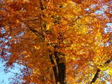Herbstwald in Frankreich, Baum in Gold und Feuer Tracht.