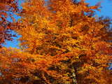 Forêt d'automne en Alsace, arbres en livrée or et feu.