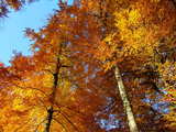Forêt d'automne en Alsace, perspective, arbres en livrée d'or.