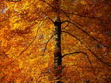 Autumnal forest in Alsace, tree in luminous gold and fire livery.