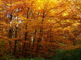 Forêt d'automne en Alsace, arbres en livrée automnale, léger contre-jour dans les bois.