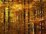 Forêt d'automne en Alsace, arbres en livrée automnale.