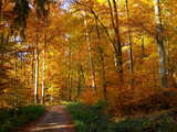 Autumnal forest in Alsace, footpath in the woods, trees in golden livery.