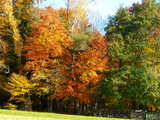 Herbstwald in Frankreich, gelb, rot, braun und grüne Farbenpracht am Waldrand.