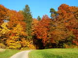 Herbstwald in Frankreich, Waldpfad, gelb, rot, braun und grüne Farbenpracht am Waldrand.