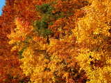 Autumnal forest in Alsace, multicoloured leaf area, yellow, red, rust and evergreen.
