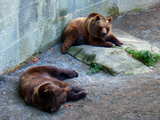 Brown bears, fosse of the bears, Berne, Switzerland