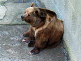 Brown bear, fosse of the bears, Berne, Switzerland