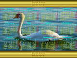 Calendar 2007 wallpaper in English, a swan on the lake of Bienne in Switzerland