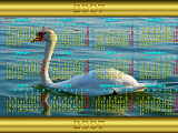 Calendar 2007 wallpaper in French, a swan on the lake of Bienne in Switzerland