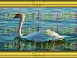 Calendar 2007 wallpaper in Thai, a swan on the lake of Bienne in Switzerland
