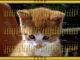 Calendar 2009 Spanish, a red haired kitten, Calendario 2009, un gato pelirrojo