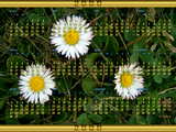 Calendar 2009 Spanish, 3 daisies in a meadow, Calendario 2009, 3 mayas en un prado