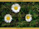 Calendar 2009 Thai, 3 daisies in a meadow, ปฏิทิน2552 ดอกไม้เด๊ซิ ดอกเบญจมาศฝรั่ง สนามหญ้า