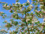 Calendar 2010 blossom, tree in blossom in Arlesheim, Switzerland