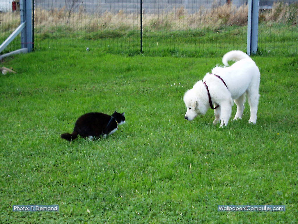 Wallpaper For Computer Old Cat Bobby And Young Dog Roya Looking At Each Other 1024 X 768 Pixels