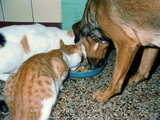 Hund Mirza, Katze Miquette und Kätzchen fressen zusammen aus dem selben Fressnapf
