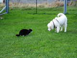 Die alte Katze Bobby und der junge Hund Roya schauen sich gegenseitig an