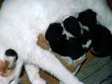Cat Miquette, feeding her 4 kittens, a male and 3 females