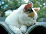 Katze Miquette, mutter vieler Kätzchen, schläft auf einem Welldach
