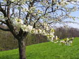 Cerisier en fleurs, près de Wolschwiller, Alsace, est de la France