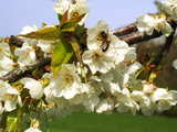 Fleurs de cerisier, abeille à l'ouvrage, près de Wolschwiller, Alsace, est de la France