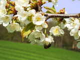 Fleurs de cerisier, abeille à l'ouvrage, près de Wolschwiller, Alsace, est de la France
