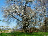 Blühender Kirschbaum, bei Wolschwiller, Elsass, Frankreich