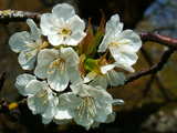 Kirschblüten, bei Wolschwiller, Elsass, Frankreich