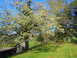 Cerisiers en fleurs et sapins, dans un parc dans le midi de l'Alsace, Avril 2010, image HDR