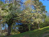 Cerisiers en fleurs, sapins et pin, dans un parc dans le midi de l'Alsace, Avril 2010, image HDR