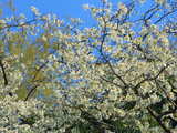 Branches de cerisiers en fleurs, dans un parc dans le midi de l'Alsace, Avril 2010, image HDR