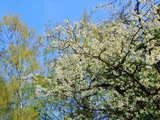 Branches de cerisiers en fleurs, et bouleau, dans un parc dans le midi de l'Alsace, Avril 2010, image HDR