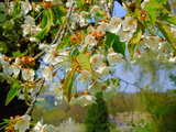 Fleurs de cerisiers, dans le midi de l'Alsace, Avril 2010, image HDR