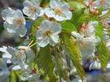 Fleurs de cerisiers, vue rapprochée, dans le midi de l'Alsace, Avril 2010, image HDR
