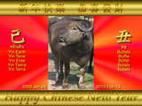 Chinesisches Neujahr, Jahr des Ochsen oder des Büffels, ein herausgeputzter Wasserbüffel