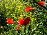 Corn-poppies in the Rhine Valley, Alsace, France