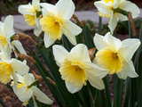 tuft of white and yellow daffodils, March 2007, Muenchenstein, Switzerland