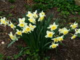 tuft of white and yellow daffodils, March 2007, Muenchenstein, Switzerland