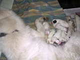 Great Pyrenees dog babies, 7 hungry dog babies are looking for milk, they are 1 day old