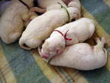 Great Pyrenees dog babies, 6 dog babies asleep on the 4th day of their life